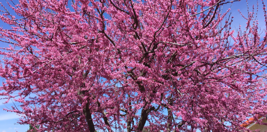 Spectacular Springtime