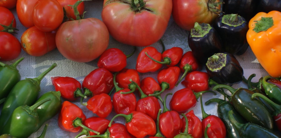 VEGETABLES GROW IN SOIL, NOT DIRT